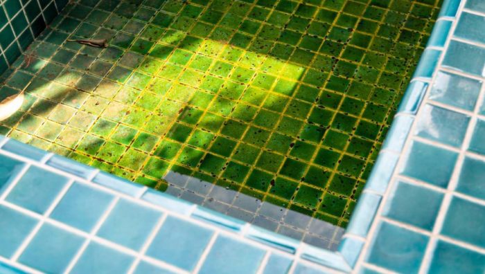 L’eau de votre piscine est verte ? ➡️ Voici les solutions