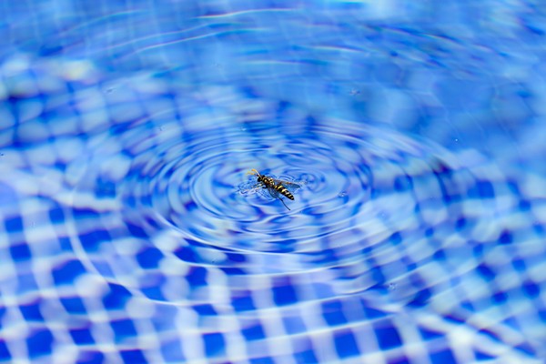 Eloigner les guêpes autour de la piscine 🐝